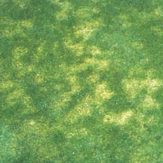 dollar spot